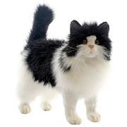 черно-белая кошка 4221