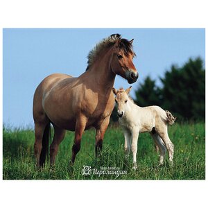 Пазл "Лошадь с жеребенком", 500 элементов, 36х49 см Ravensburger фото 1