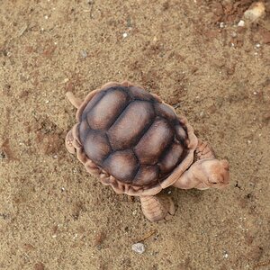 Мягкая игрушка Галапагосская черепаха 30 см Hansa Creation фото 5