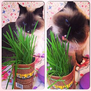 Набор для выращивания Накорми своего питомца, для кошек Happy Plant фото 2