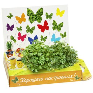 Подарочный набор Живая открытка - Хорошего настроения, с бабочками Happy Plant фото 2