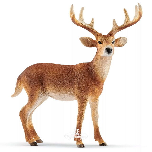 Фигурка Белохвостый олень-самец 10 см Schleich (Шляйх)