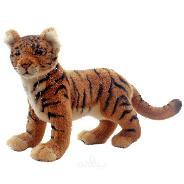 hansa tiger