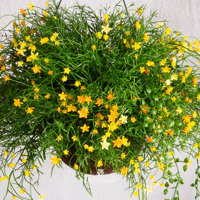 Искусственный цветок в кашпо Matera - Аромат Лета 43 см Summer Deco