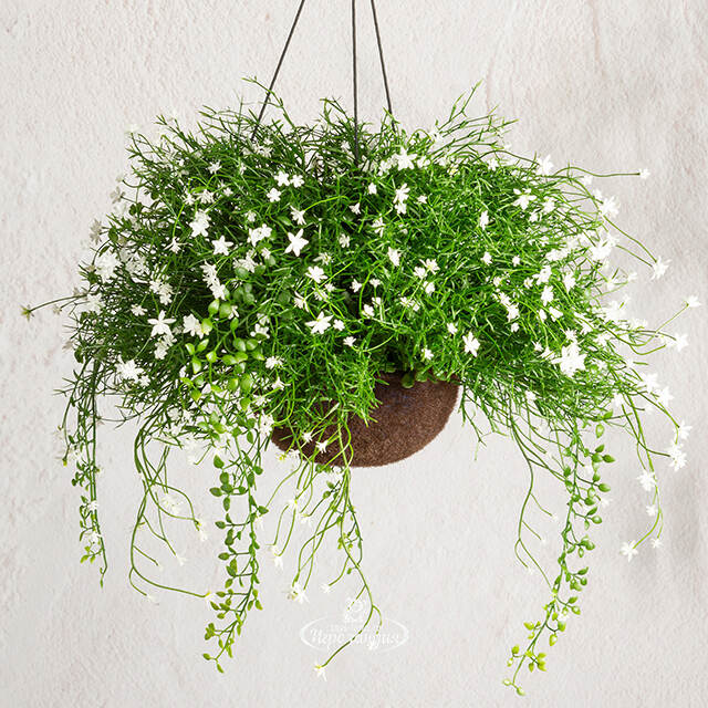 Искусственный цветок в кашпо Matera - Магический Сад 43 см Summer Deco