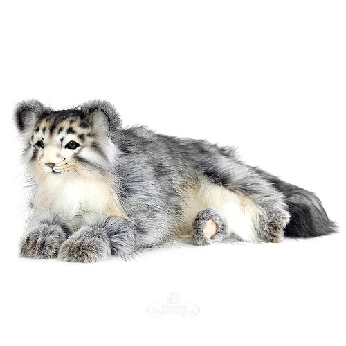 Манул Кошка Фото Цена Манул Кошка Фото Цена
