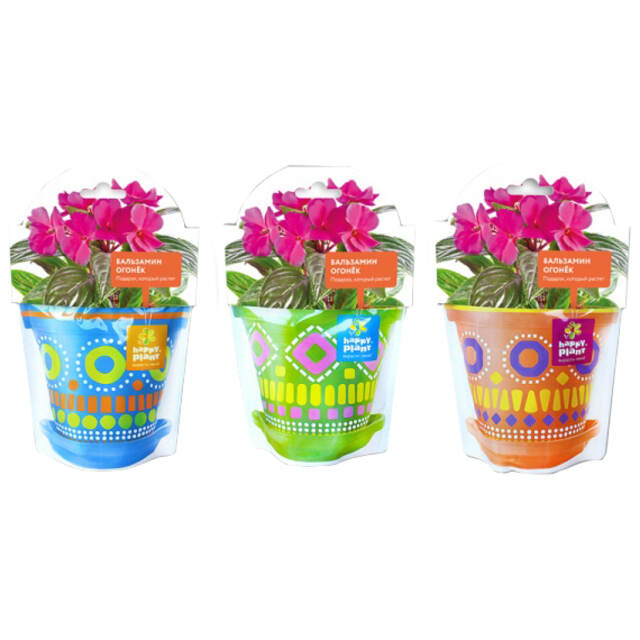 Набор для выращивания Бальзамин огонек Happy Plant