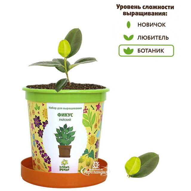 Набор для выращивания Фикус райский в горшке Happy Plant