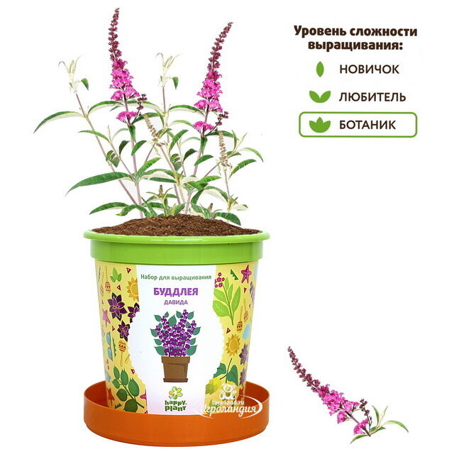 Набор для выращивания Буддлея Давида в горшке Happy Plant