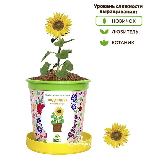 Набор для выращивания Подсолнух миниатюрный в горшке Happy Plant