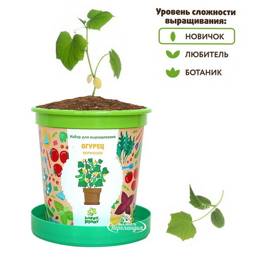 Набор для выращивания Огурец Корнишон в горшке Happy Plant