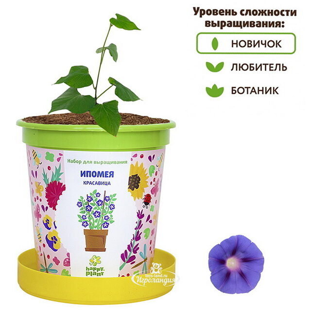 Набор для выращивания Ипомея красавица в горшке Happy Plant