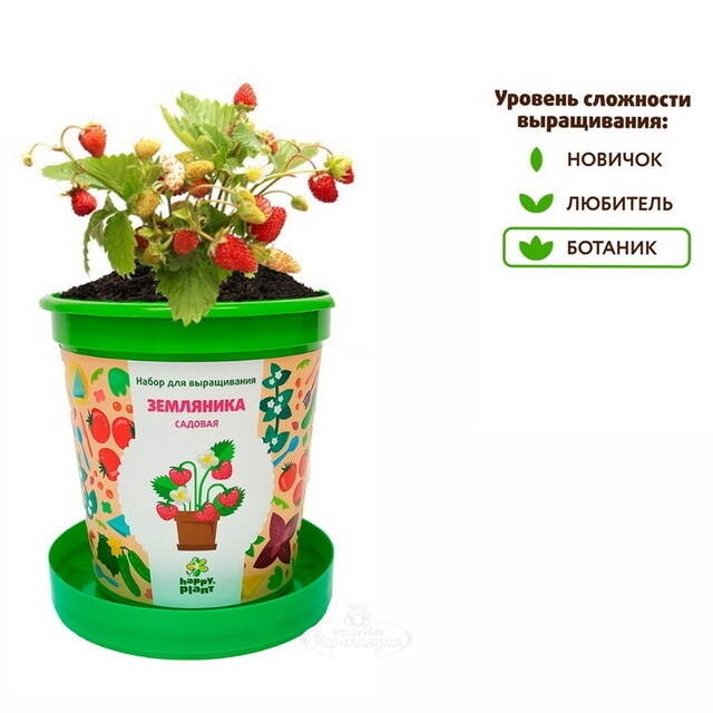 Набор для выращивания Земляника Садовая в горшке Happy Plant