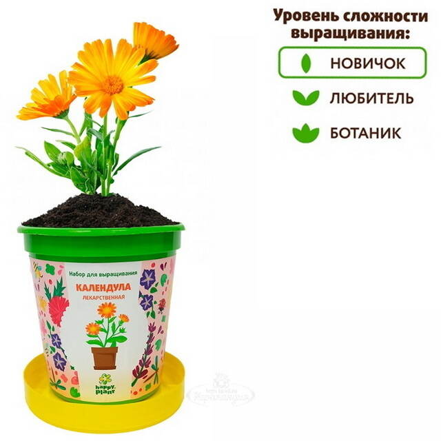 Набор для выращивания Календула Лекарственная в горшке Happy Plant