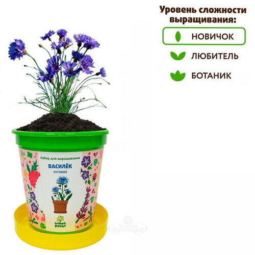 Набор для выращивания Василек Луговой в горшке Happy Plant