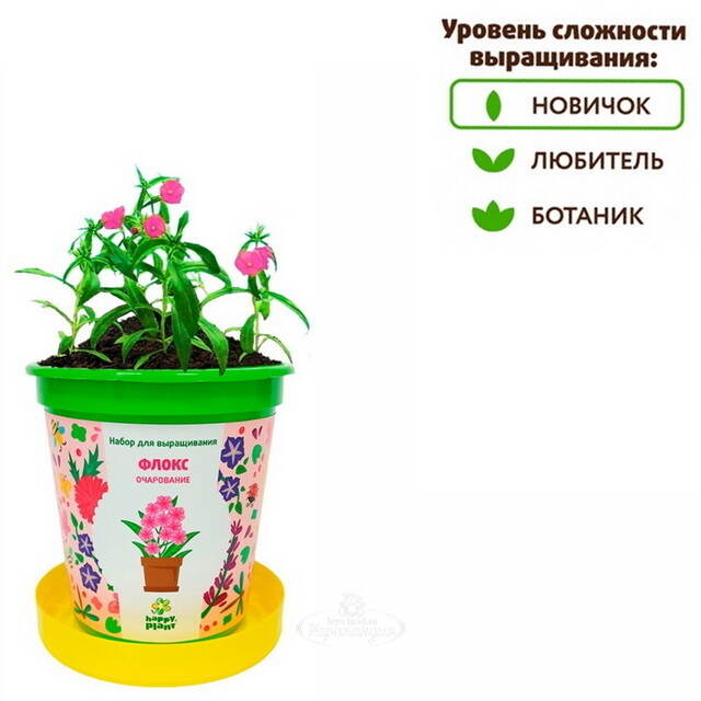 Набор для выращивания Флокс Очарование в горшке Happy Plant