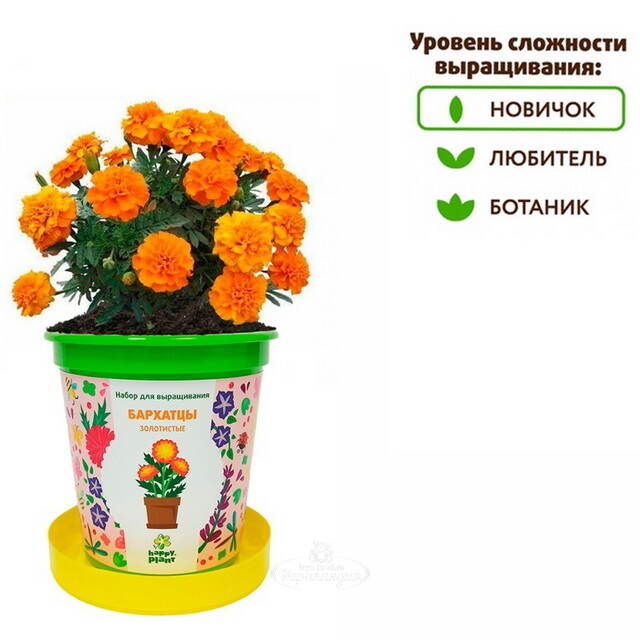 Набор для выращивания Бархатцы Золотистые в горшке Happy Plant