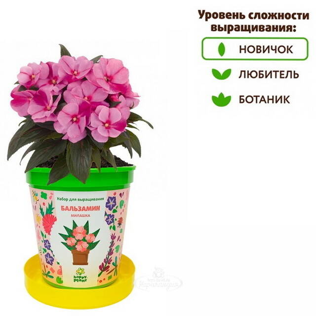 Набор для выращивания Бальзамин Милашка в горшке Happy Plant