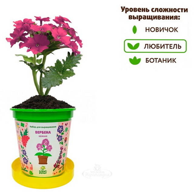 Набор для выращивания Вербена Нежная в горшке Happy Plant