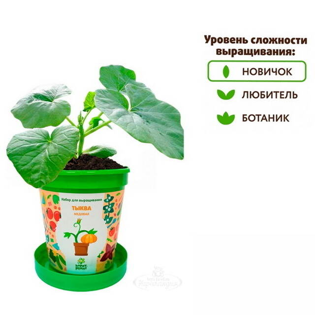 Набор для выращивания Тыква Медовая в горшке Happy Plant