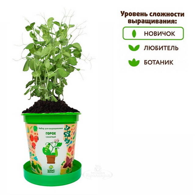 Набор для выращивания Горох Сахарный в горшке Happy Plant