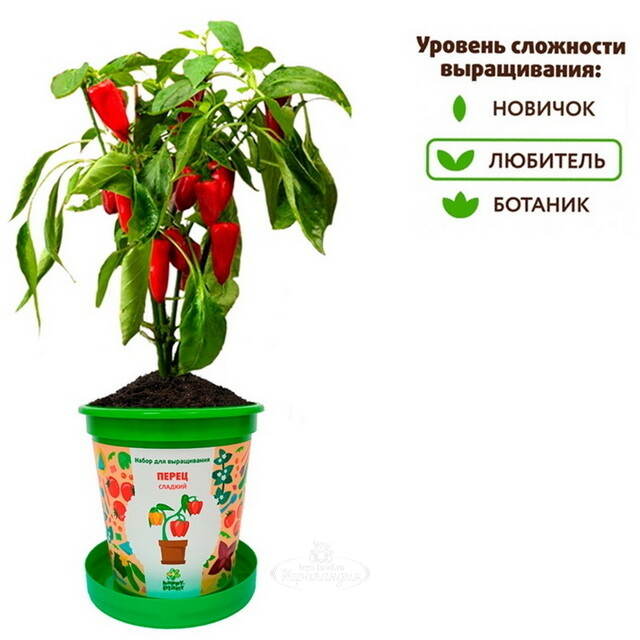 Набор для выращивания Перец Сладкий в горшке Happy Plant