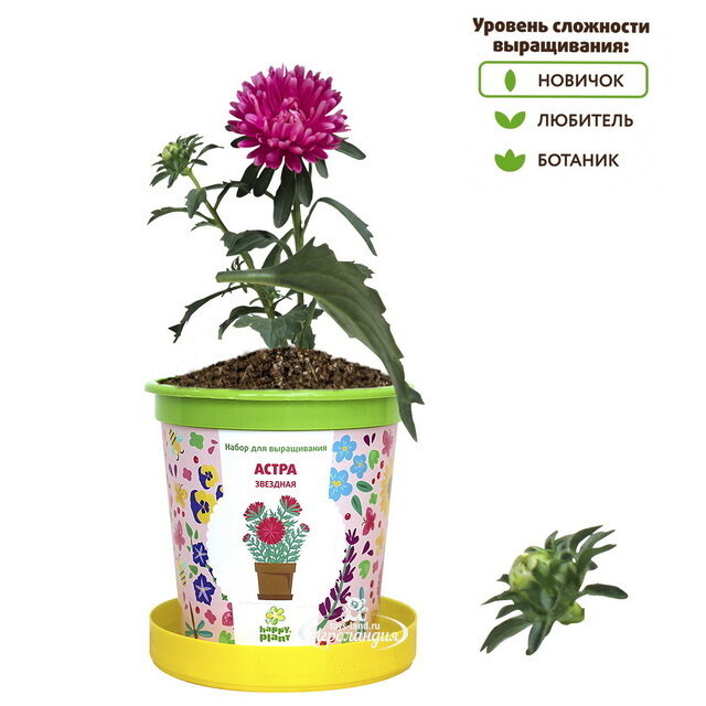 Набор для выращивания Астра звездная в горшке Happy Plant