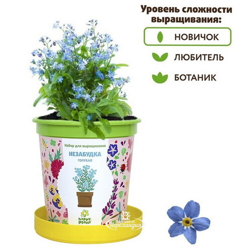 Набор для выращивания Незабудка голубая в горшке Happy Plant