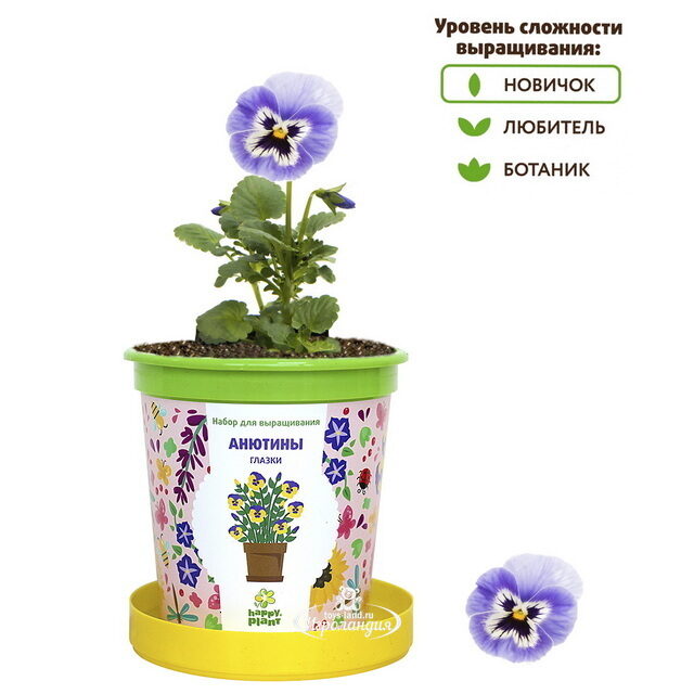 Набор для выращивания Анютины Глазки в горшке Happy Plant