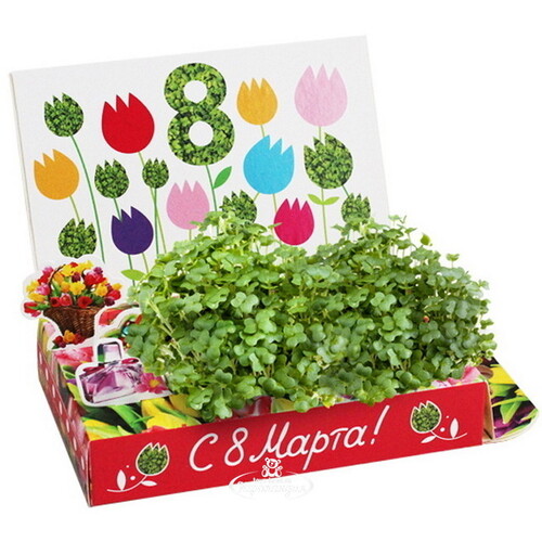 Подарочный набор Живая открытка - С 8 Марта, Тюльпаны Happy Plant