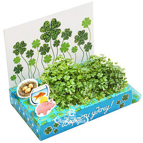 Подарочный набор Живая открытка - Вырасти удачу Happy Plant