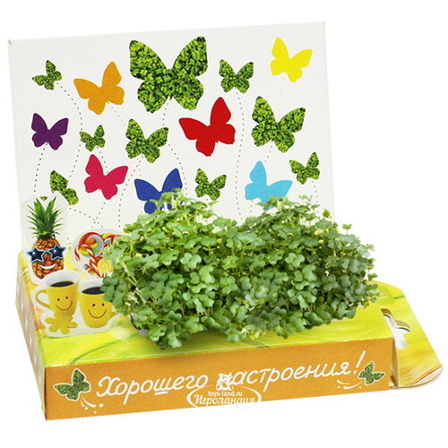 Подарочный набор Живая открытка - Хорошего настроения, с бабочками Happy Plant
