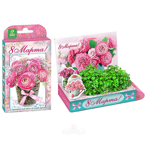 Подарочный набор Живая открытка - С Праздником 8 марта, нежные розы Happy Plant