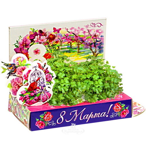 Подарочный набор Живая открытка - С Праздником 8 Марта Happy Plant