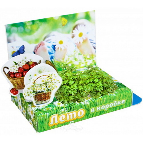 Подарочный набор Живая открытка - Лето в коробке Happy Plant