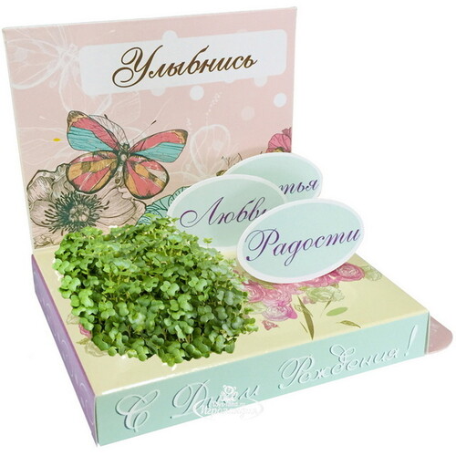 Подарочный набор Живая открытка - С Днём Рождения, с бабочкой Happy Plant