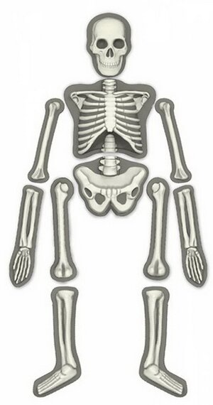 Научный набор Юный врач. Скелет человека 4M фото 3