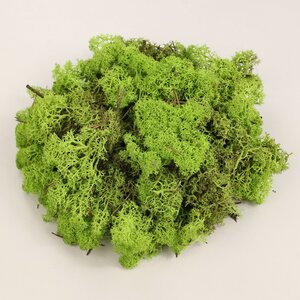 Декоративный мох Mica зеленый, 500 г Edelman фото 1