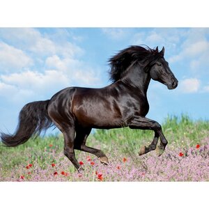 Пазл Прекрасная лошадь, 200 элементов XXL Ravensburger фото 1