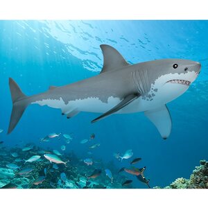 Фигурка Белая акула 16 см Schleich фото 3