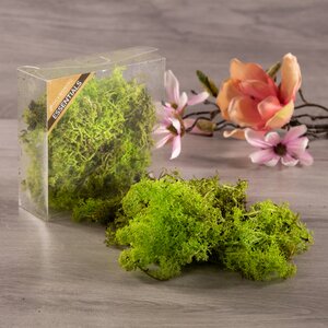 Декоративный мох светло-зеленый, 50 г