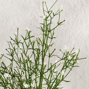 Искусственный цветок в горшке Аспарагус 28 см Summer Deco фото 6