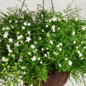 Искусственный цветок в кашпо Matera - Магический Сад 43 см Summer Deco фото 4