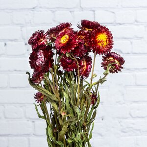 Сухоцветы для букетов Гелихризум 50 см красный Kaemingk фото 1