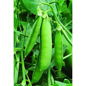 Набор для выращивания Горох Rostokvisa фото 2