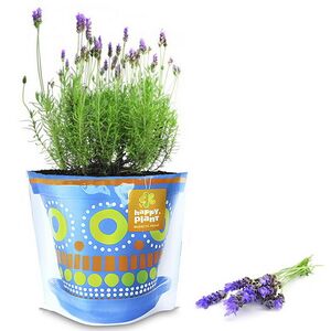 Набор для выращивания Лаванда ароматная Happy Plant фото 2