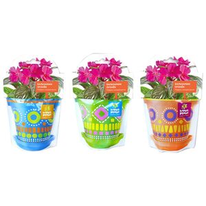 Набор для выращивания Бальзамин огонек Happy Plant фото 1