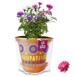 Набор для выращивания Астра звездная Happy Plant фото 2