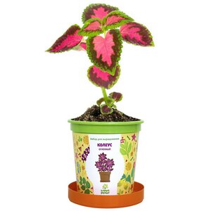 Набор для выращивания Колеус огненный в горшке Happy Plant фото 2