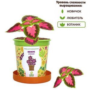 Набор для выращивания Колеус огненный в горшке Happy Plant фото 4